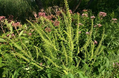 Ragweed And Grass Create Double Whammy Of Allergies
