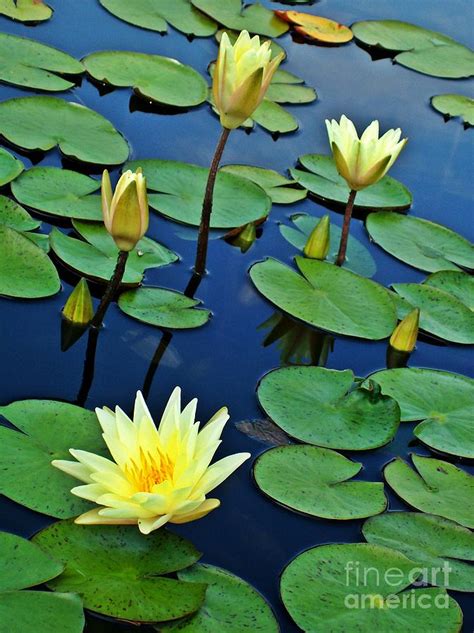 Lily Pad Pond Photograph By Sara Raber Fine Art America