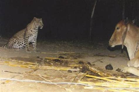 Villagers Watch In Amazement As A Leopard Visits An Unlikely Friend