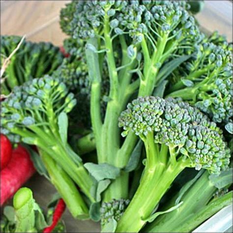How To Grow Broccoli In Containers Dengarden