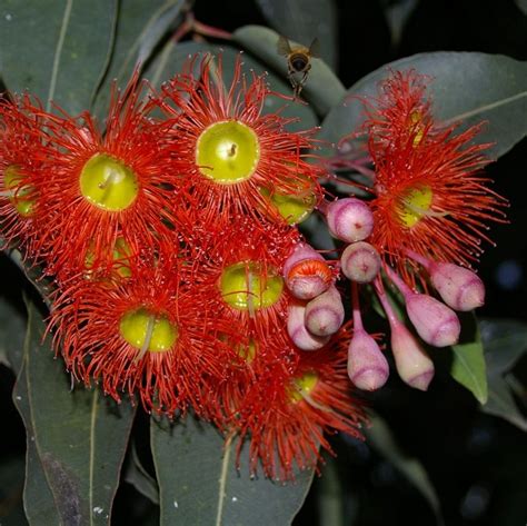Red Flowering Gum Eucalyptus Ficifolia Now Corymbia Ficifolia