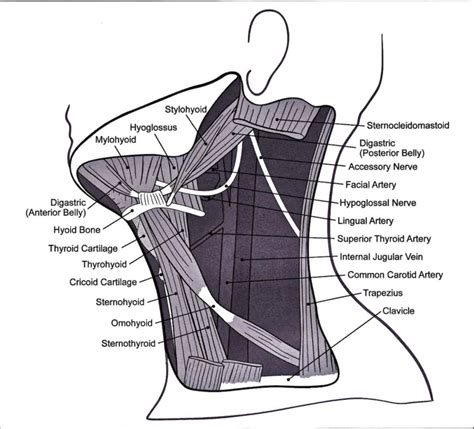 Labelled Diagram Of The Neck