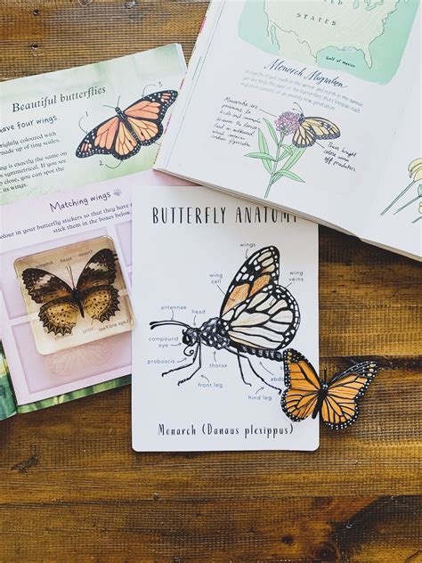 Monarch Butterfly Anatomy Homeschool Printables Homeschool - Etsy Australia