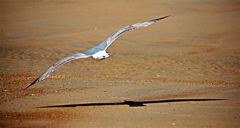 Schattenvogel Shadowbird Andy Von Der Wurm Flickr