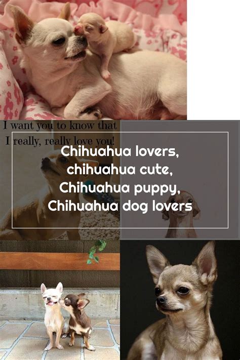 Chihuahua Lovers Chihuahua Cute Chihuahua Puppy Chihuahua Dog Lovers