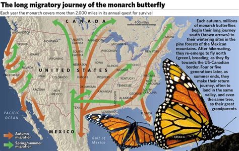 Map Monarch Butterfly Migration Mexico