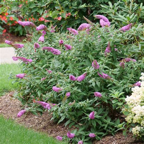 Pugster Pinker Butterfly Bush Buddleia 4 Pot Hirts Gardens