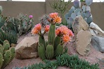 La particular belleza de los cactus y de sus flores