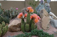 La particular belleza de los cactus y de sus flores – Diario Río Negro