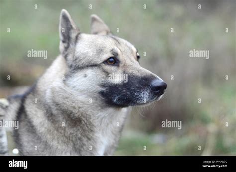 Portrait Of A Dog Breed West Siberian Laika With Green Field Background