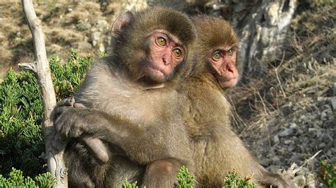 Hd Wallpaper Cute Primates Monkey Baby Monkies Nature Wildlife