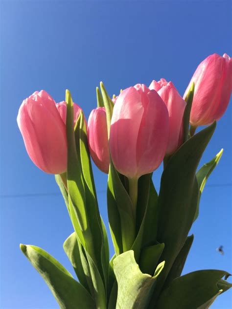 Flowers 🌺 On Twitter Flower Aesthetic Tulips Flowers Love Flowers
