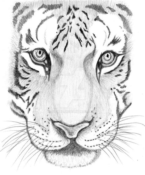 We did not find results for: how to draw a tiger face step by step - Google Search | Tiger sketch, Cool drawings, Animal drawings
