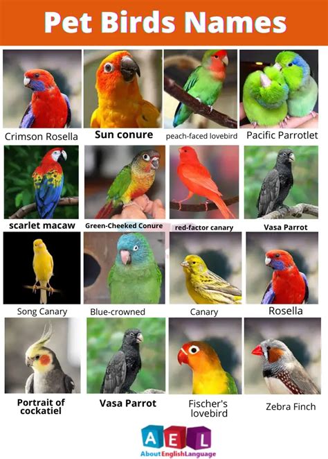 Useful Pet Birds Name 100 List Learn English Online Free