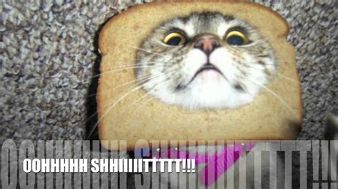 Cats With Bread On Their Heads To The Nyan Cat Song