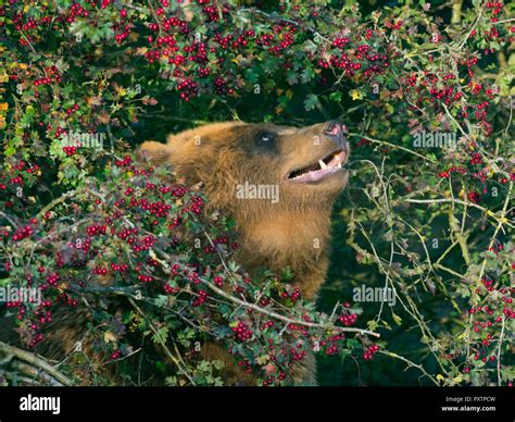 Brown Bear Eating Berries Hi Res Stock Photography And Images Alamy