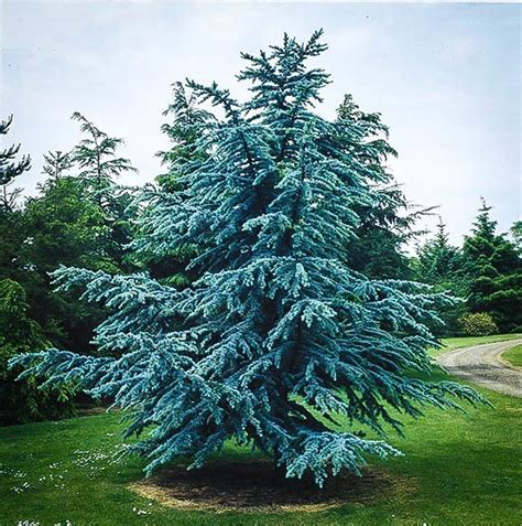 Blue Atlas Cedar For Sale Online The Tree Center