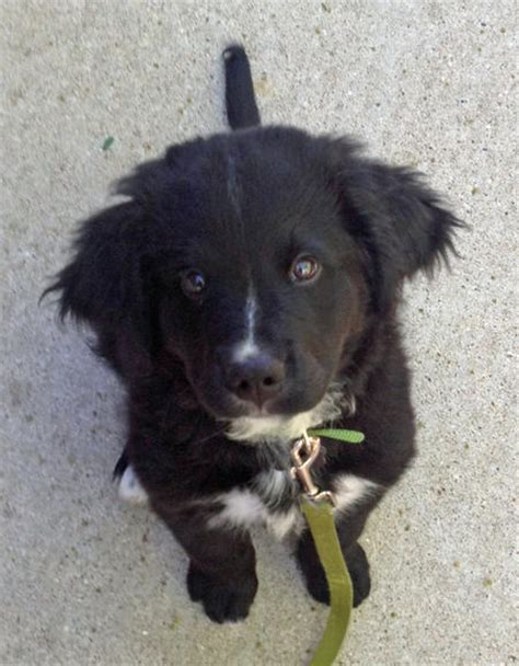 Finn The Bernese Mountain Dog Mix Puppies Daily Puppy