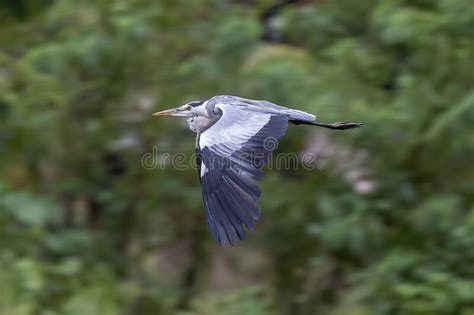Nature Wildlife Image Of Grey Heron Bird In Flight Stock Photo Image