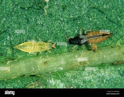 Black Thrips Echinothrips Americanus Pupa And Adult On A Leaf Surface