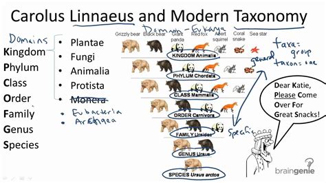 13 1 2 Carolus Linnaeus And Modern Taxonomy Youtube