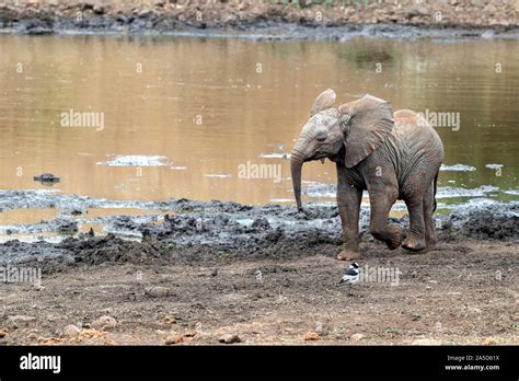 Baby Elephant Waving Trunk In Kruger Park South Africa Portrait Stock
