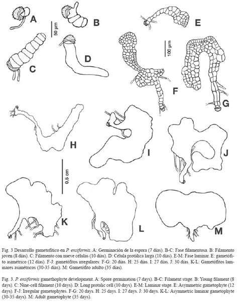 Gametófitos Y Esporófitos Jóvenes De Cuatro Especies De Helechos Del