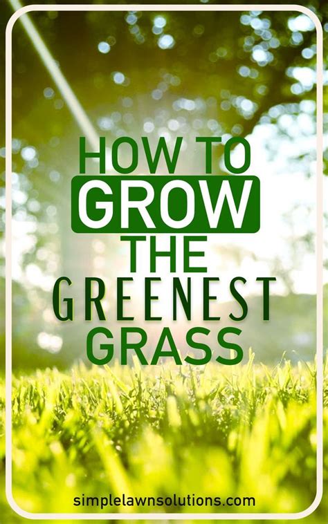 Green Grass With The Words How To Grow The Greenest Grass In Front Of It