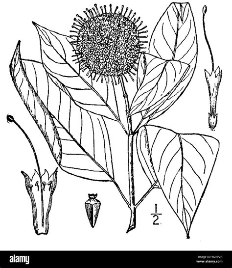 Botanical Illustration Of Cephalanthus Occidentalis From 1913 Stock