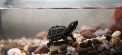 Musk Turtle Tank Setup Guide All About Pets