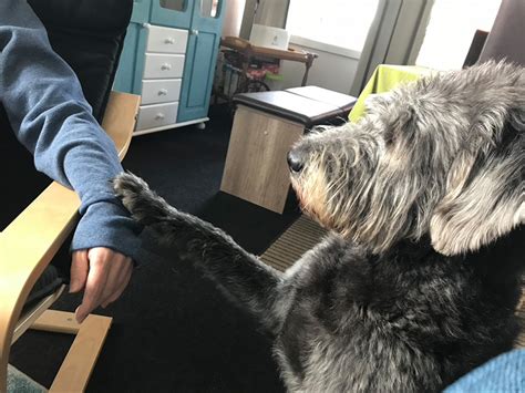 We did not find results for: PTBS-Soldaten Hund bei posttraumatischer Belastungsstörung