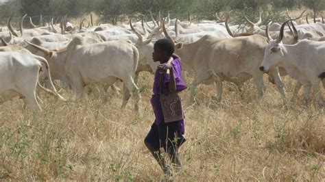 Tension As Fulani Herdsman Murders Farmer In Oyo Over Cattle The