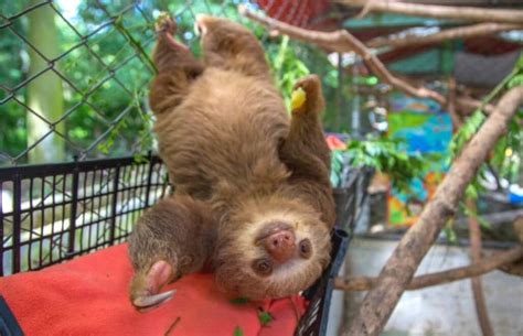 volunteer with sloths in costa rica sloth sanctuary and rescue