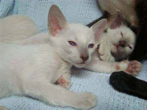 Siamese Kitten Extreme Wedge Head Modern Day For Sale In