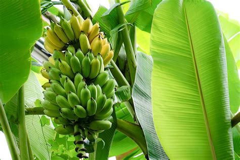 Discarded banana waste turned into biodegradable, recyclable packaging ...
