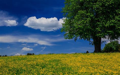 Baum Wiese Sommer Blauer Himmel Wolken 1920x1200 Hd