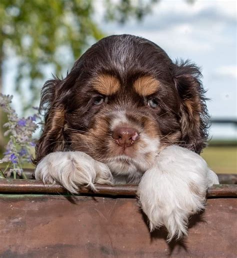 Select breeder of parti colour cocker spaniels, including tri colour. Parti Color Cocker Spaniels - Puppies For Sale at Penny Lane Cocker Spaniels