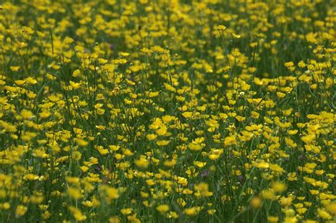 Buttercup Field Andy Carter Flickr