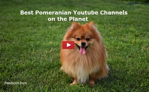 10 Pomeranian Youtube Channels To Follow In 2022
