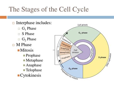 M Phase And S Phase Of Cell Cycle Sequence Of Events That Take Place