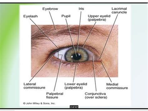 Limbic Sparing Conjunctivitis