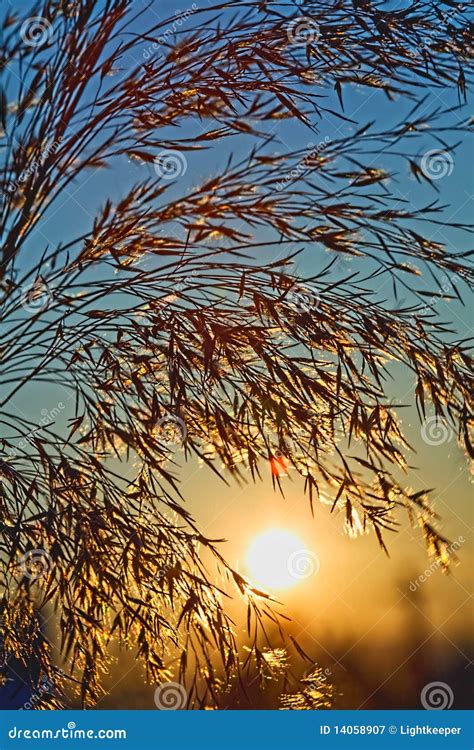 Glorious Day Sun Rising On A Cool Summer Morning Stock Image Image