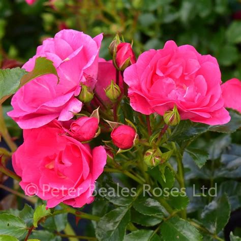 Pink Flower Carpet Procumbent Rose Peter Beales Roses The World