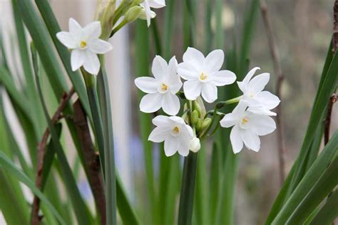 How To Grow Paper White Daffodils For Christmas Flowers Daffodils