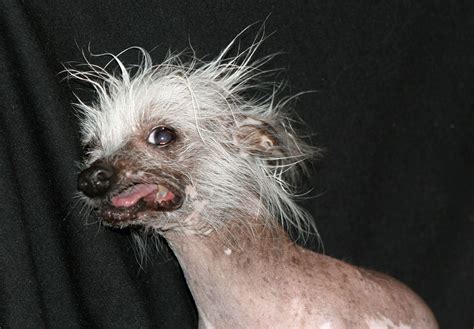 Ugly Dog Wallpapers Wallpaper Cave