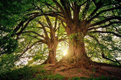 Tree Nature Wood Free Photo On Pixabay
