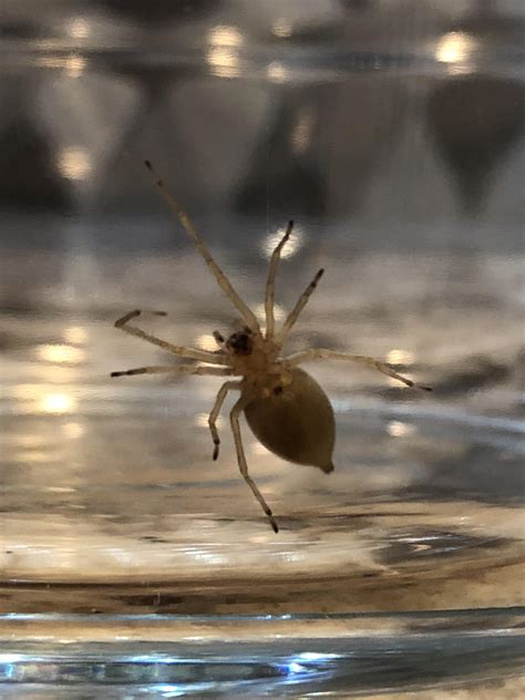 Brown Recluse Pregnant Maybe Denver Co Area Rspiders