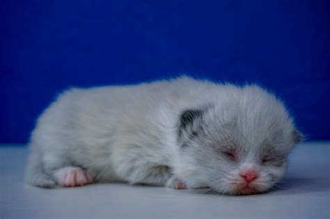 Come visit to let ou. Munchkin Kittens for Sale | Buy Munchkin Cat Near Me | www ...