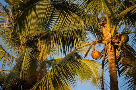 Tall Palm Trees With Coconuts In Sunset Warm Light Against Blue Sky