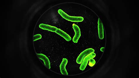 Bacteria Under Microscope Green Stock Motion Graphics Sbv 320898919